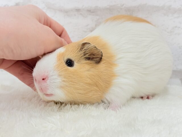 イングリッシュモルモット