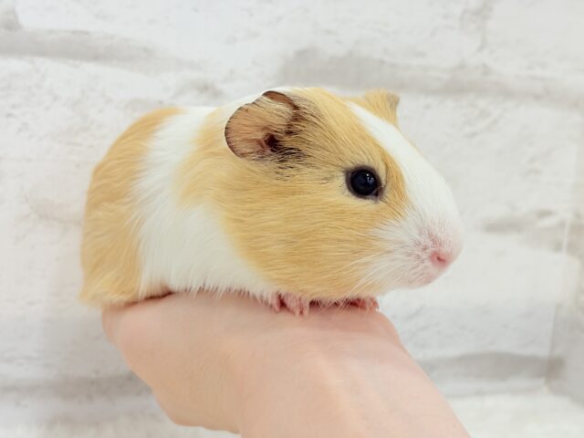 イングリッシュモルモット