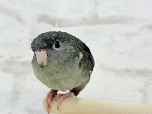 サザナミインコ