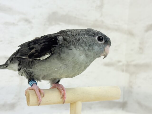 サザナミインコ