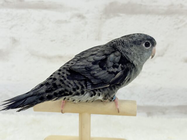 サザナミインコ