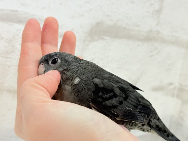 サザナミインコ