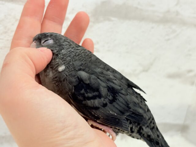 サザナミインコ