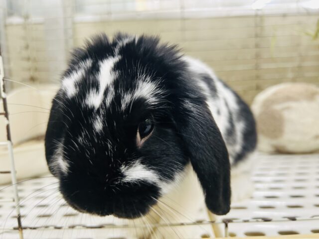 ロップイヤーラビット