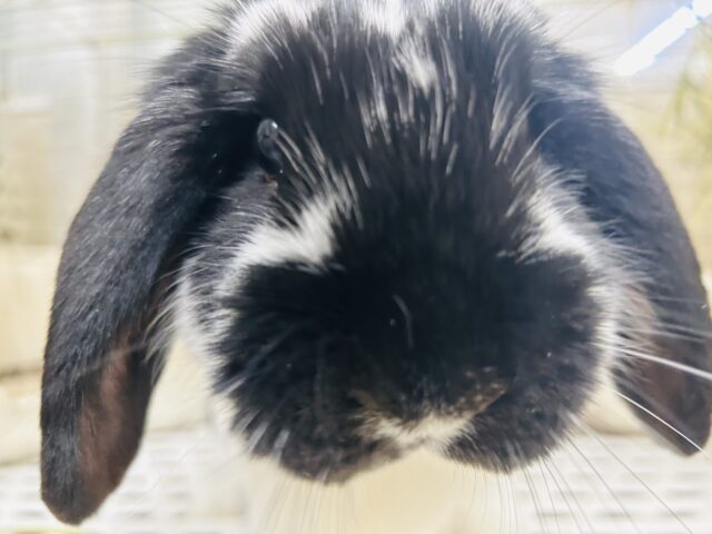 ロップイヤーラビット