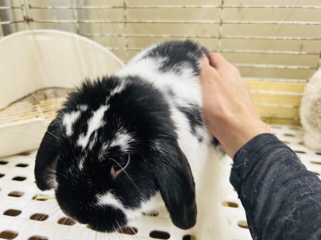 ロップイヤーラビット