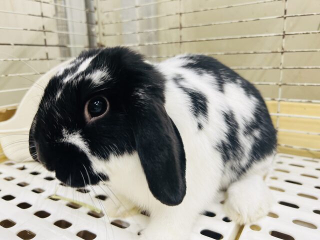 ロップイヤーラビット