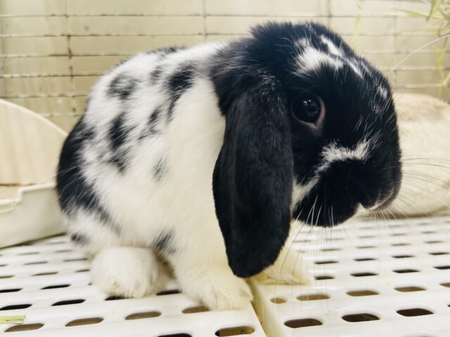 ロップイヤーラビット