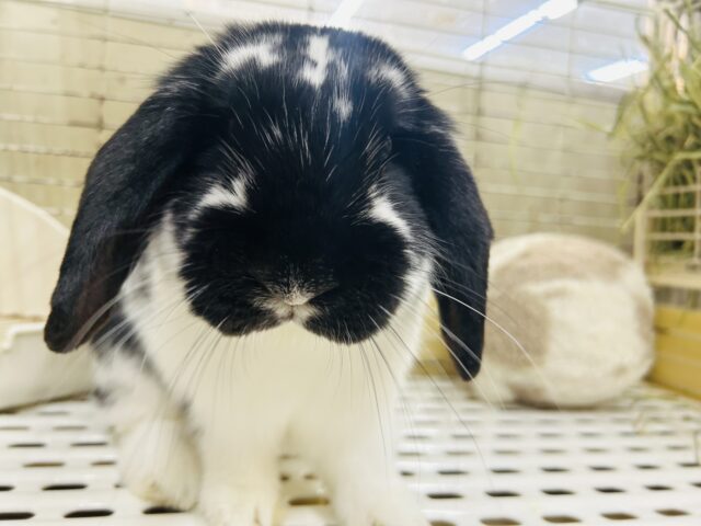 ロップイヤーラビット