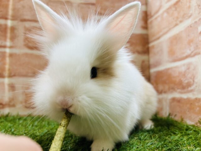 ライオンラビット