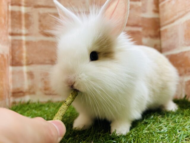 ライオンラビット