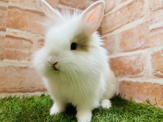 ライオンラビット