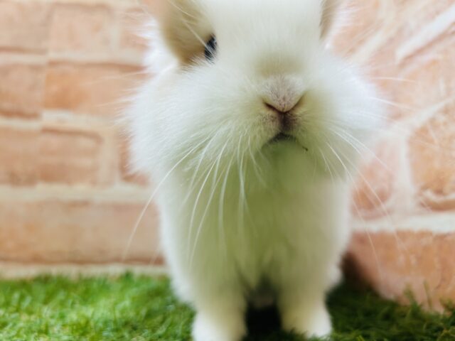 ライオンラビット