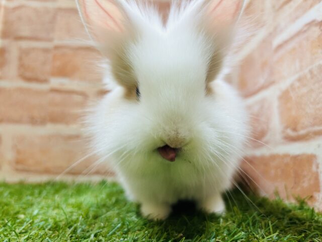 ライオンラビット