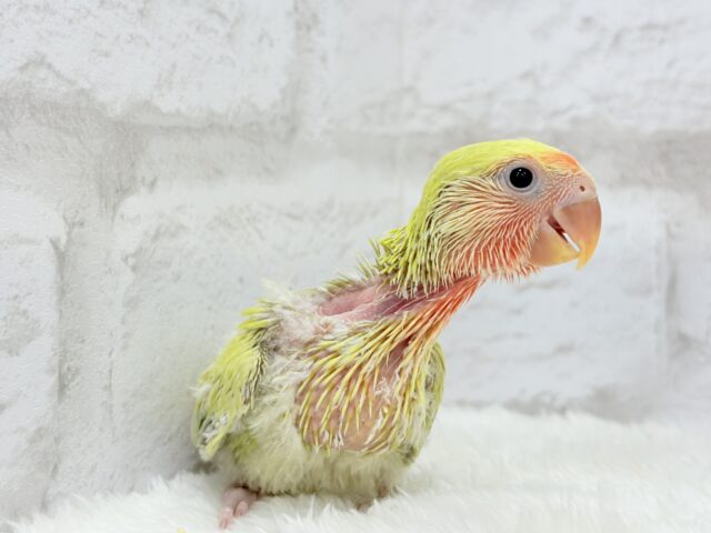 コザクラインコ（小桜インコ）