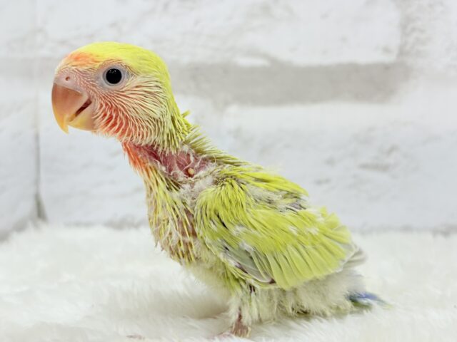 コザクラインコ（小桜インコ）