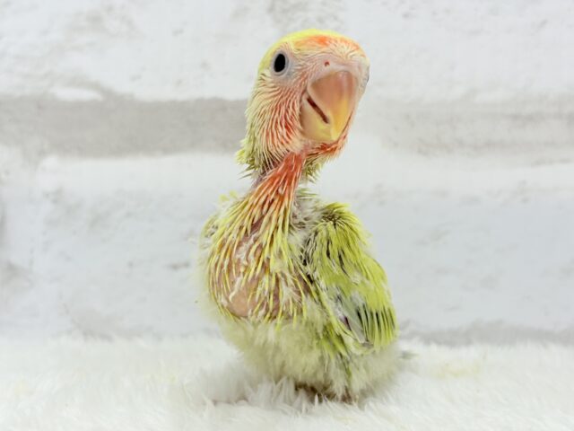 コザクラインコ（小桜インコ）