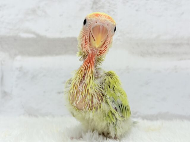 コザクラインコ（小桜インコ）