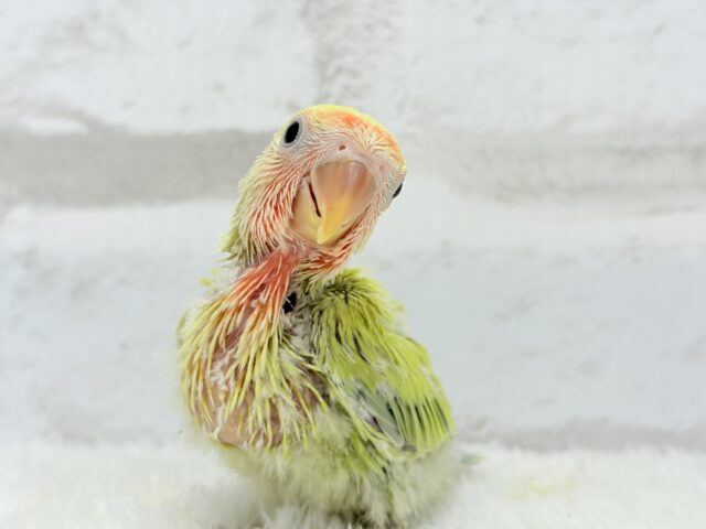 コザクラインコ（小桜インコ）