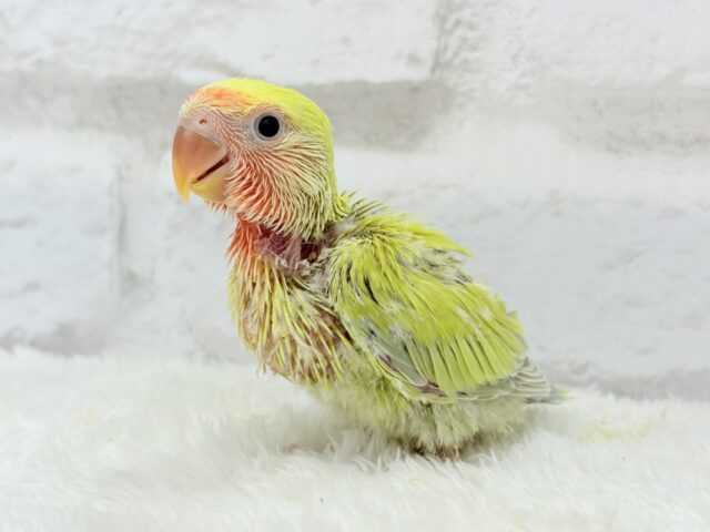 コザクラインコ（小桜インコ）