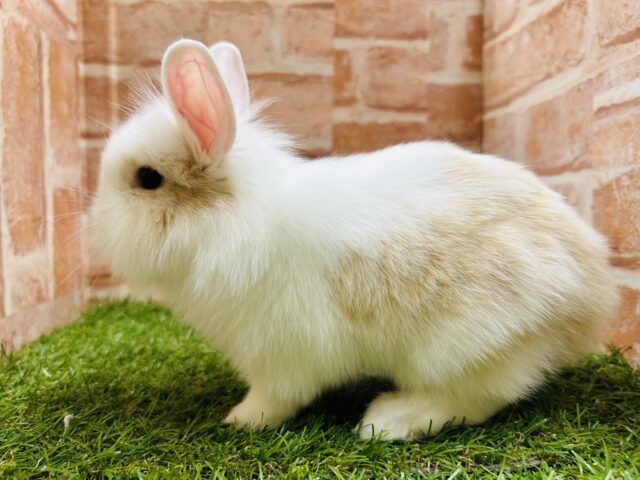 ライオンラビット