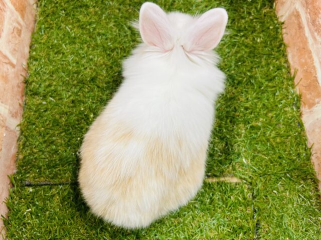 ライオンラビット