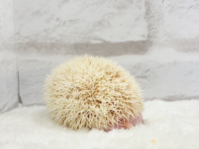 ハリネズミ（ヨツユビハリネズミ）