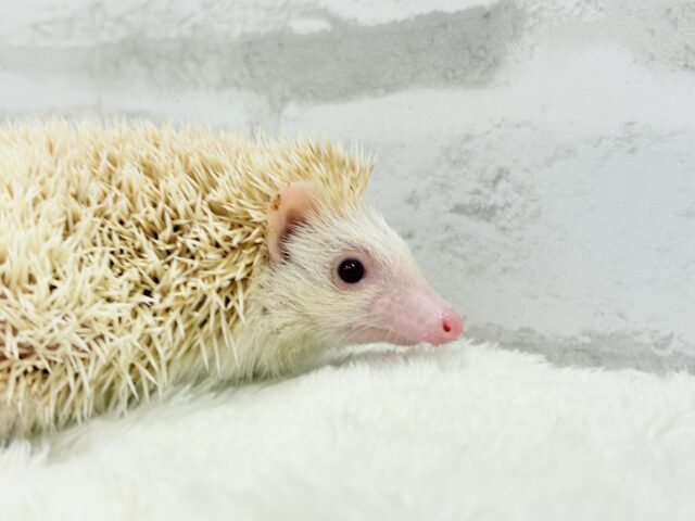 ハリネズミ（ヨツユビハリネズミ）