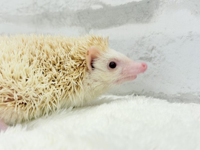 ハリネズミ（ヨツユビハリネズミ）