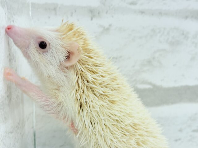 ハリネズミ（ヨツユビハリネズミ）