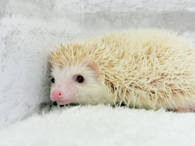 ハリネズミ（ヨツユビハリネズミ）