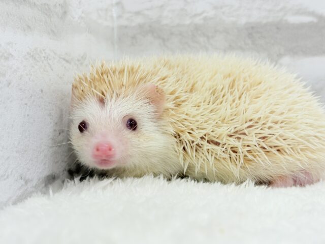 ハリネズミ（ヨツユビハリネズミ）