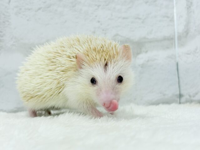 ハリネズミ（ヨツユビハリネズミ）