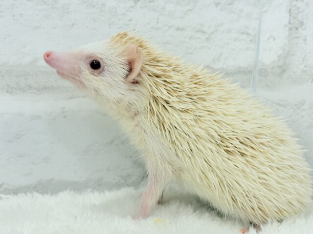 ハリネズミ（ヨツユビハリネズミ）