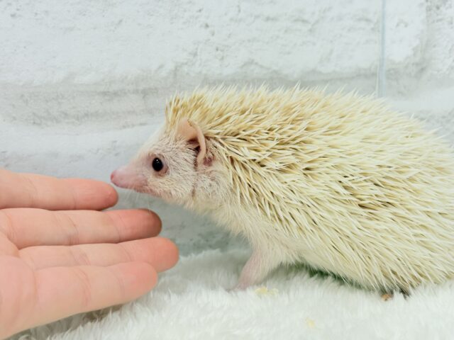 ハリネズミ（ヨツユビハリネズミ）