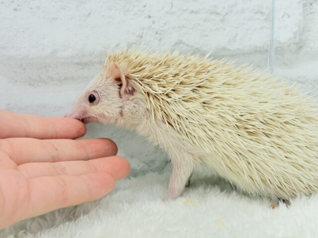 ハリネズミ（ヨツユビハリネズミ）