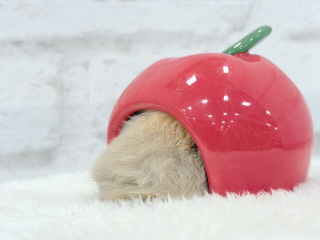 ゴールデンハムスター