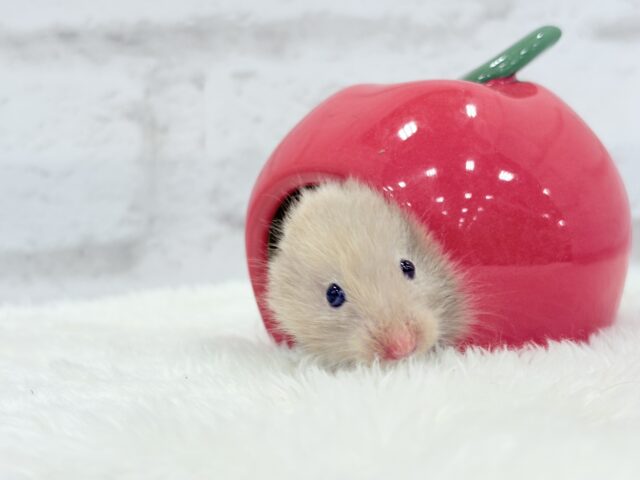 ゴールデンハムスター