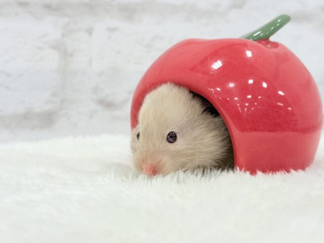 ゴールデンハムスター