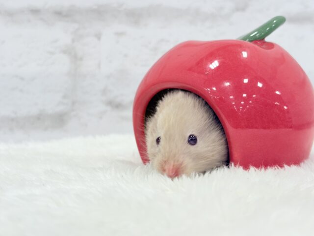 ゴールデンハムスター