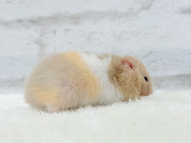 ゴールデンハムスター