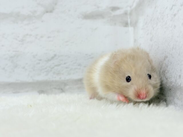 ゴールデンハムスター
