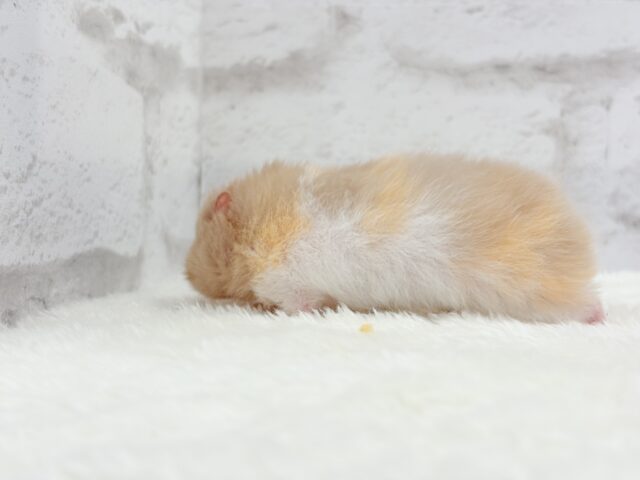 ゴールデンハムスター