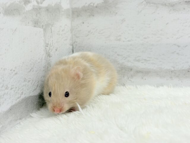 ゴールデンハムスター