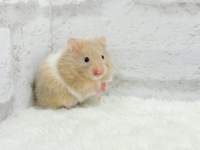 ゴールデンハムスター