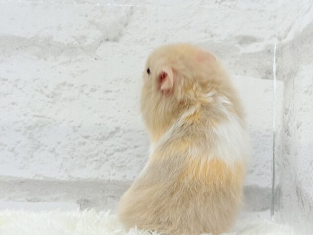 ゴールデンハムスター