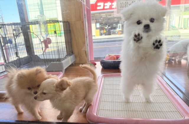 ハーフ犬(ペキニーズ✖️ビションフリーゼ)女の子♪ふわもこシュークリーム☁️ ペキビション