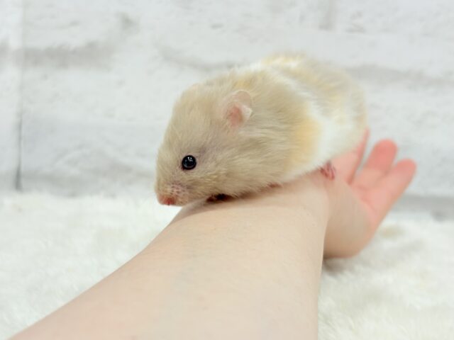 ゴールデンハムスター