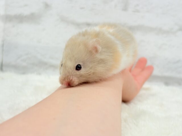 ゴールデンハムスター