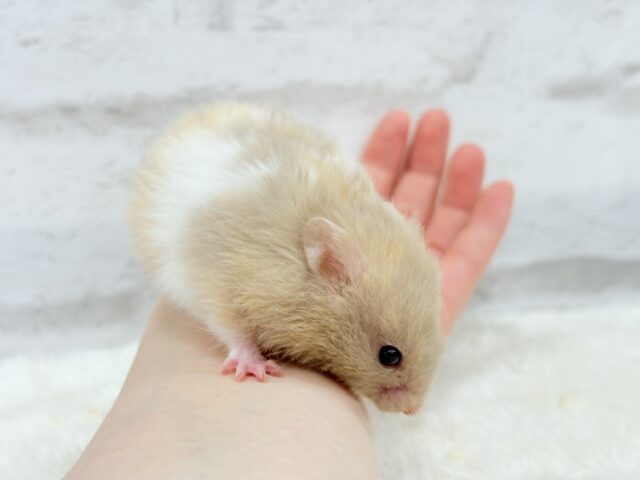 ゴールデンハムスター